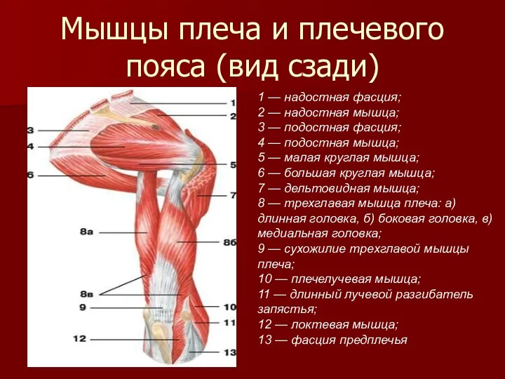Мышцы плеча и плечевого пояса (вид сзади) 1 — надостная