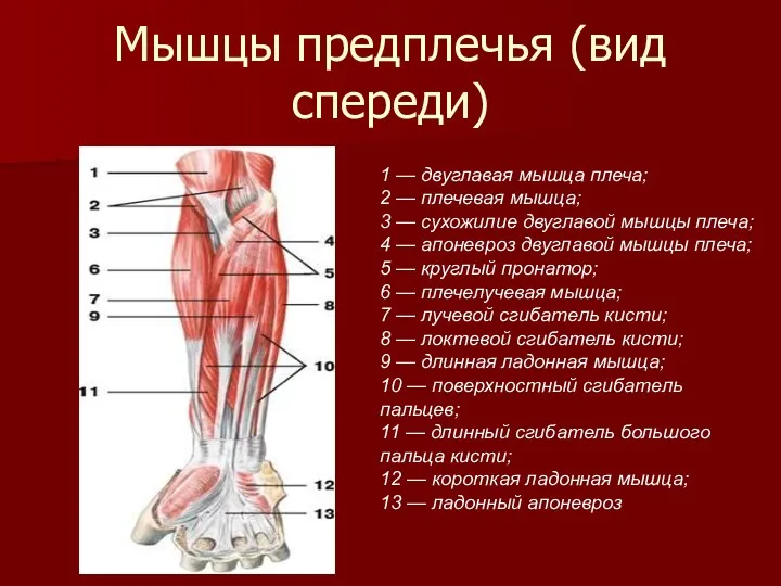 Мышцы предплечья (вид спереди) 1 — двуглавая мышца плеча; 2