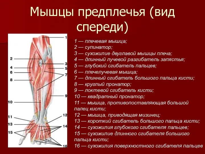 Мышцы предплечья (вид спереди) 1 — плечевая мышца; 2 —