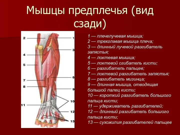 Мышцы предплечья (вид сзади) 1 — плечелучевая мышца; 2 —