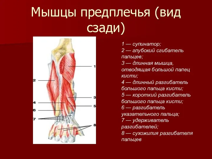 Мышцы предплечья (вид сзади) 1 — супинатор; 2 — глубокий