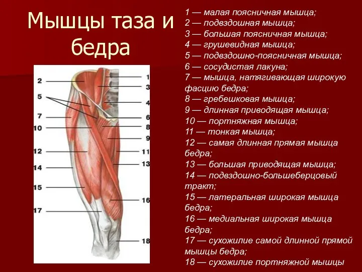 Мышцы таза и бедра 1 — малая поясничная мышца; 2
