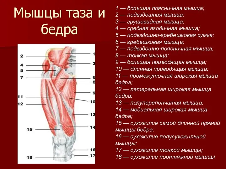 Мышцы таза и бедра 1 — большая поясничная мышца; 2