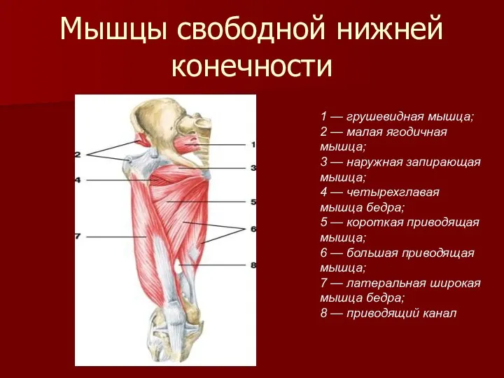 Мышцы свободной нижней конечности 1 — грушевидная мышца; 2 —