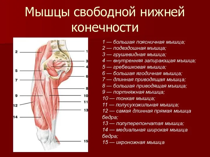 Мышцы свободной нижней конечности 1 — большая поясничная мышца; 2