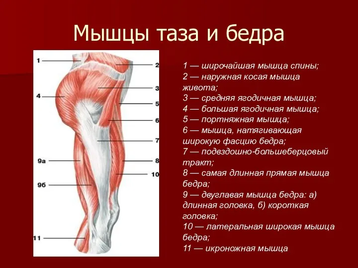 Мышцы таза и бедра 1 — широчайшая мышца спины; 2