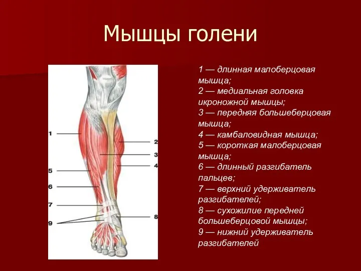 Мышцы голени 1 — длинная малоберцовая мышца; 2 — медиальная