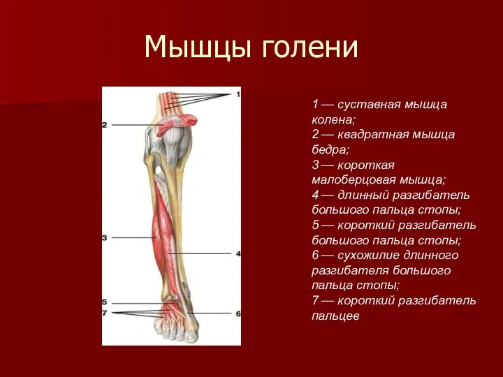 Мышцы голени 1 — суставная мышца колена; 2 — квадратная