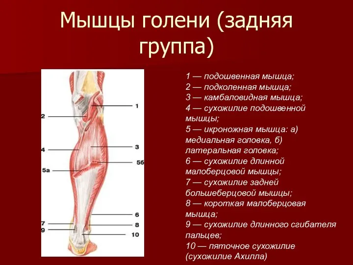 Мышцы голени (задняя группа) 1 — подошвенная мышца; 2 —