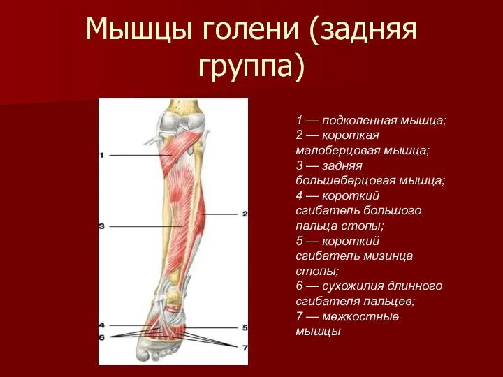 Мышцы голени (задняя группа) 1 — подколенная мышца; 2 —