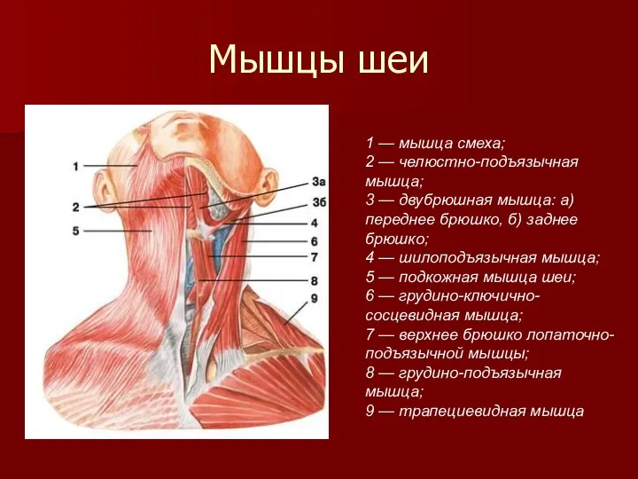 Мышцы шеи 1 — мышца смеха; 2 — челюстно-подъязычная мышца;