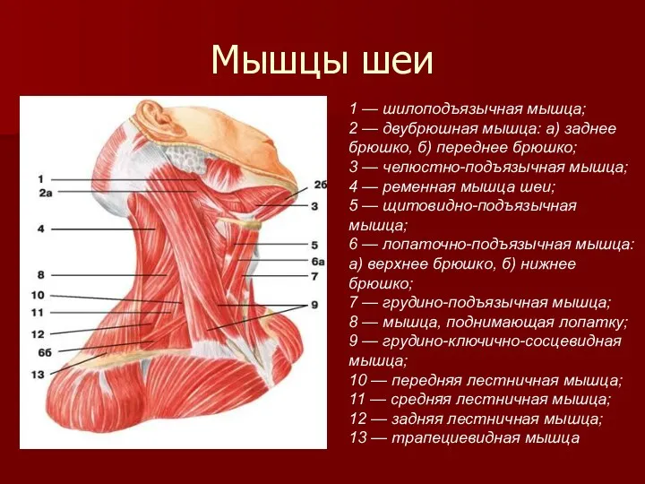 Мышцы шеи 1 — шилоподъязычная мышца; 2 — двубрюшная мышца: