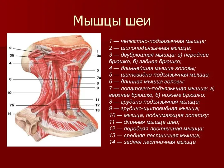 Мышцы шеи 1 — челюстно-подъязычная мышца; 2 — шилоподъязычная мышца;
