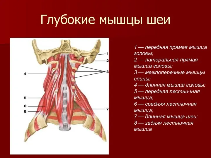 Глубокие мышцы шеи 1 — передняя прямая мышца головы; 2
