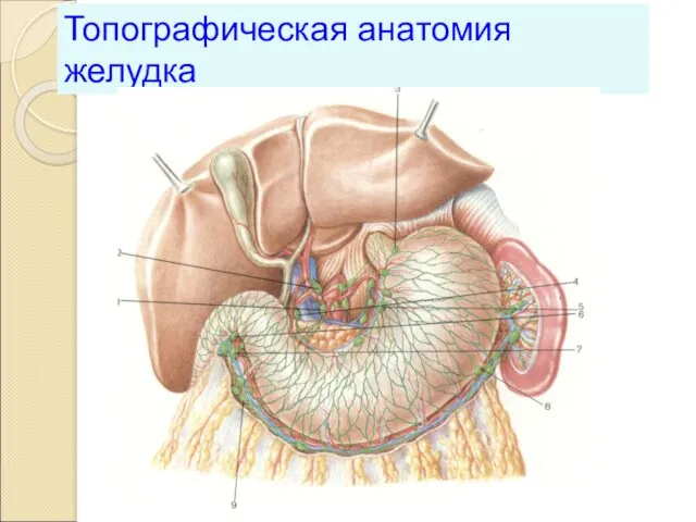 Топографическая анатомия желудка