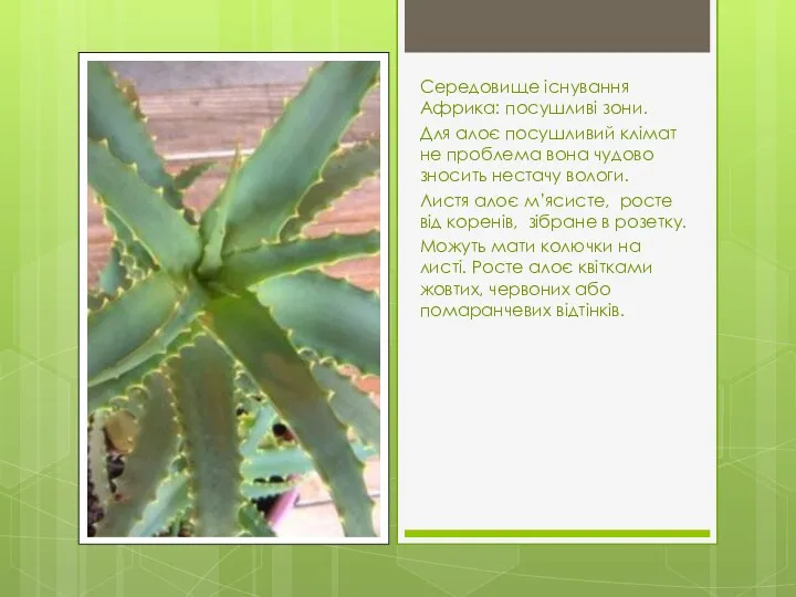 Середовище існування Африка: посушливі зони. Для алоє посушливий клімат не
