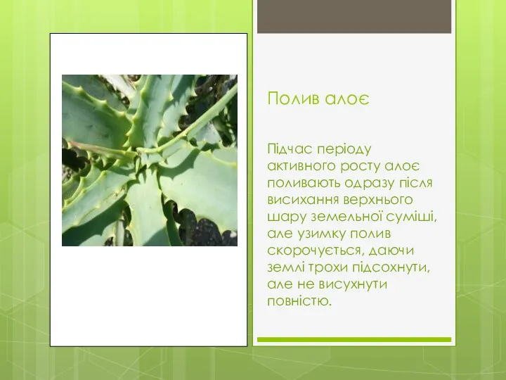 Полив алоє Підчас періоду активного росту алоє поливають одразу після