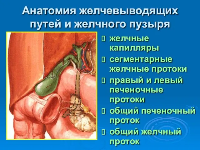 Анатомия желчевыводящих путей и желчного пузыря желчные капилляры сегментарные желчные