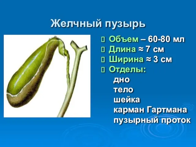 Желчный пузырь Объем – 60-80 мл Длина ≈ 7 см