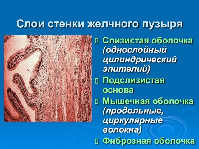 Слои стенки желчного пузыря Слизистая оболочка (однослойный цилиндрический эпителий) Подслизистая