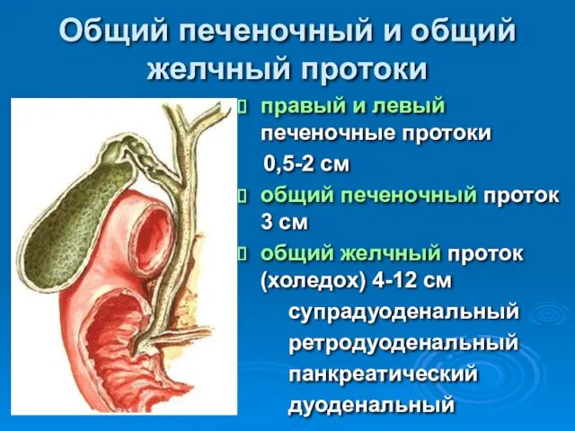 Общий печеночный и общий желчный протоки правый и левый печеночные