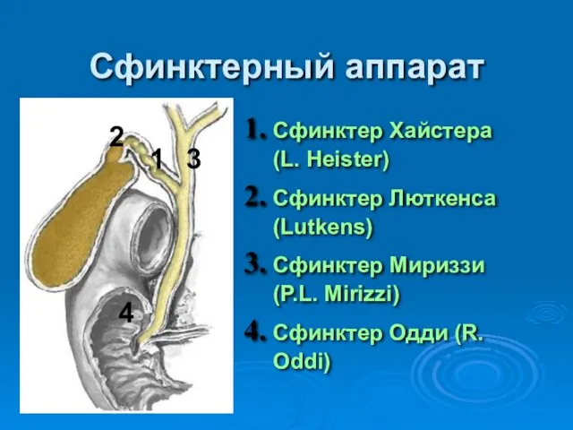 Сфинктерный аппарат Сфинктер Хайстера (L. Heister) Сфинктер Люткенса (Lutkens) Сфинктер