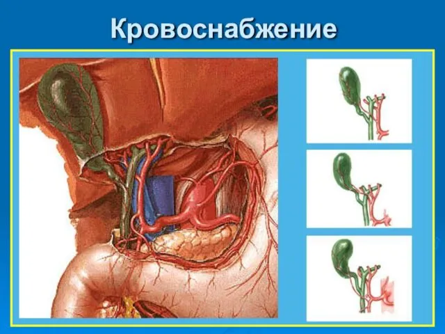 Кровоснабжение