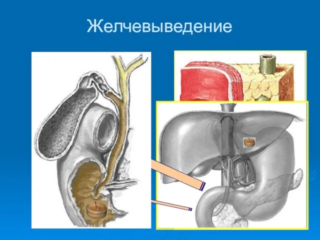 Желчевыведение H2O