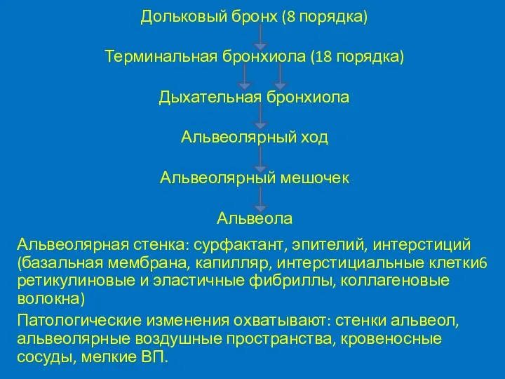 Дольковый бронх (8 порядка) Терминальная бронхиола (18 порядка) Дыхательная бронхиола Альвеолярный ход Альвеолярный