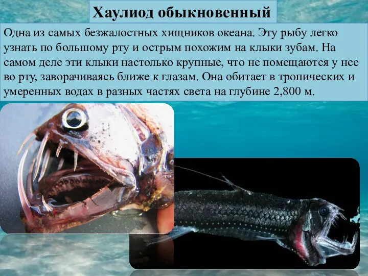 Хаулиод обыкновенный Одна из самых безжалостных хищников океана. Эту рыбу