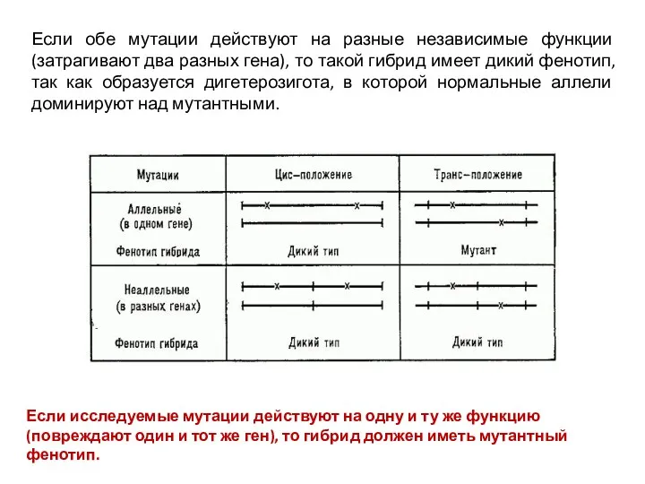 Если обе мутации действуют на разные независимые функции (затрагивают два