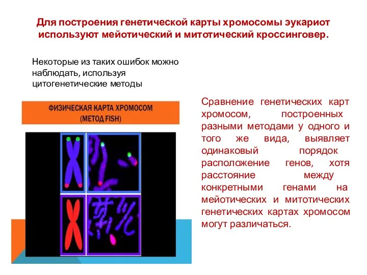 Для построения генетической карты хромосомы эукариот используют мейотический и митотический