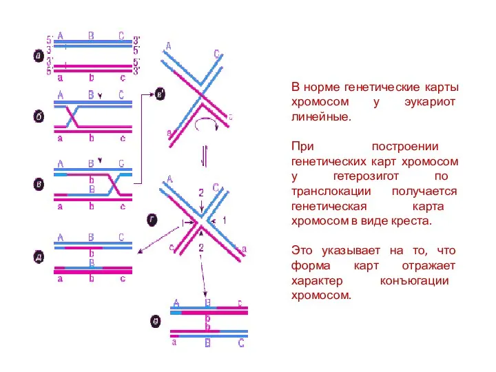 В норме генетические карты хромосом у эукариот линейные. При построении