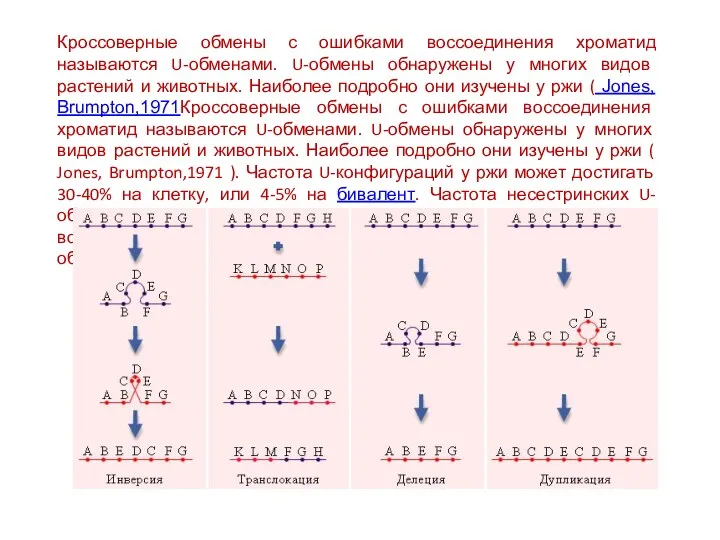 Кроссоверные обмены с ошибками воссоединения хроматид называются U-обменами. U-обмены обнаружены