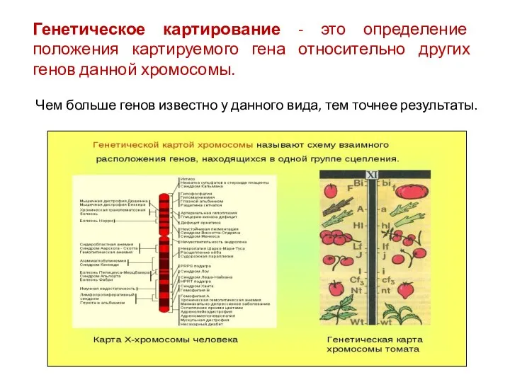 Генетическое картирование - это определение положения картируемого гена относительно других