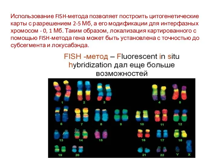 Использование FISH-метода позволяет построить цитогенетические карты с разрешением 2-5 Мб,