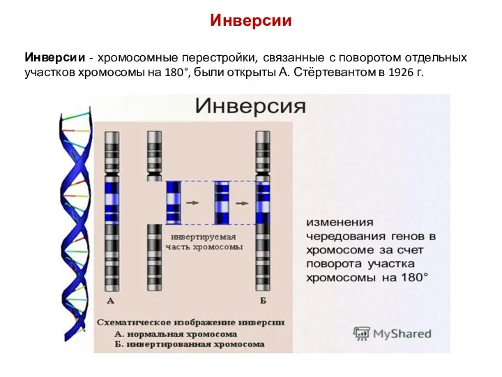 Инверсии Инверсии - хромосомные перестройки, связанные с поворотом отдельных участков