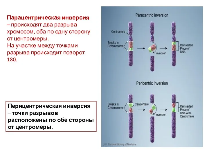 Парацентрическая инверсия – происходят два разрыва хромосом, оба по одну