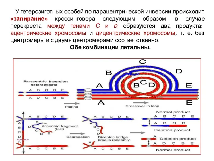 У гетерозиготных особей по парацентрической инверсии происходит «запирание» кроссинговера следующим