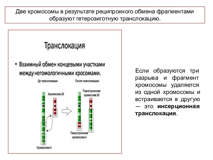 Две хромосомы в результате реципрокного обмена фрагментами образуют гетерозиготную транслокацию.