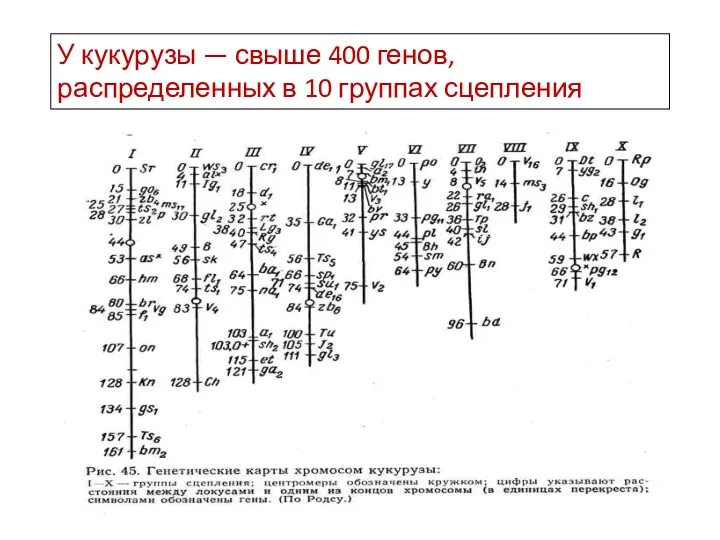 У кукурузы — свыше 400 генов, распределенных в 10 группах сцепления