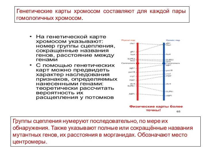 Генетические карты хромосом составляют для каждой пары гомологичных хромосом. Группы