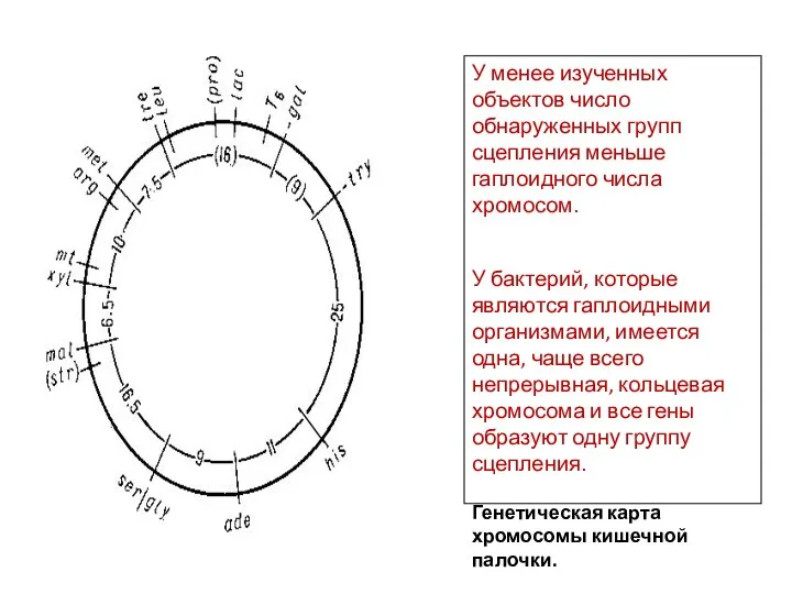 У менее изученных объектов число обнаруженных групп сцепления меньше гаплоидного