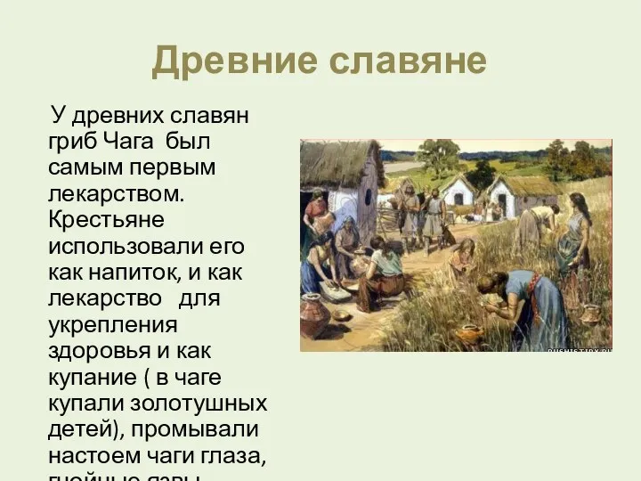 Древние славяне У древних славян гриб Чага был самым первым лекарством. Крестьяне использовали