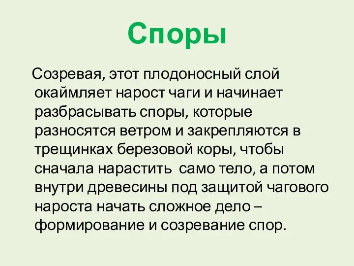 Споры Созревая, этот плодоносный слой окаймляет нарост чаги и начинает разбрасывать споры, которые