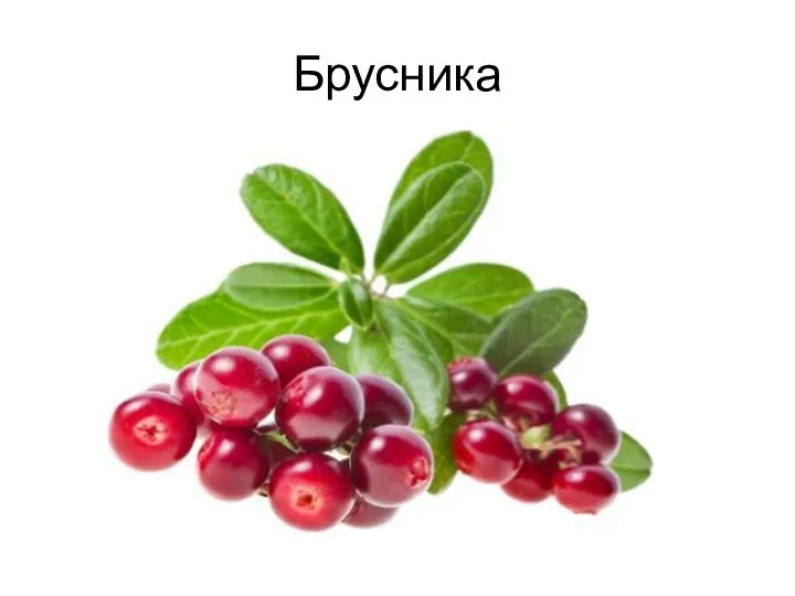 Брусника