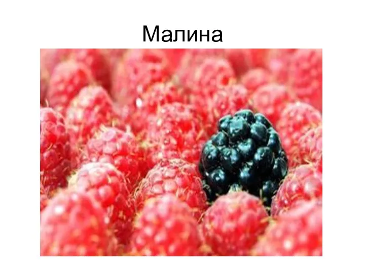 Малина