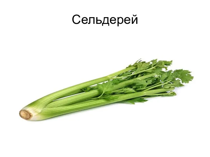 Сельдерей