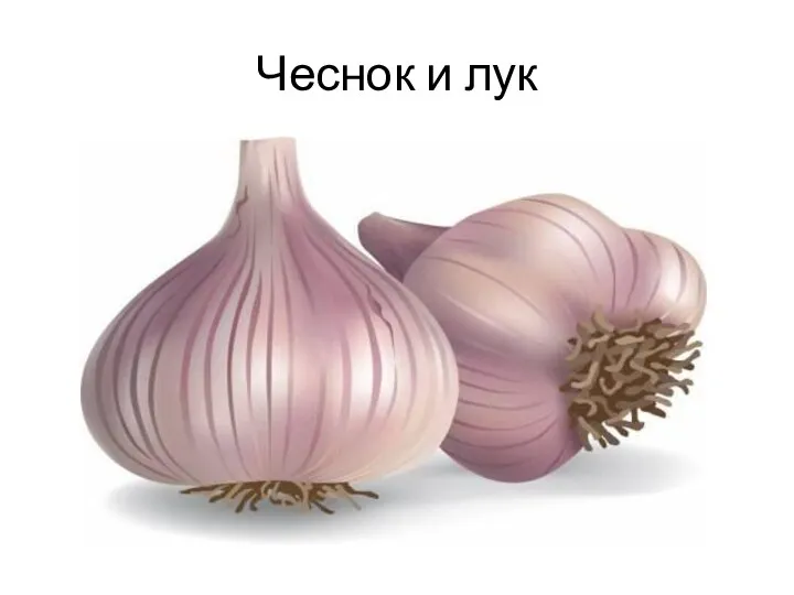 Чеснок и лук