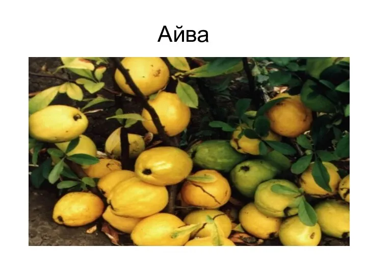 Айва